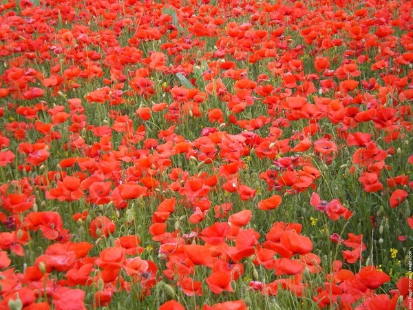 Champs de fleurs